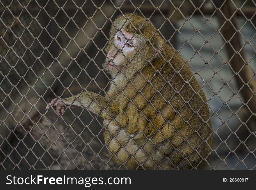 Monkey in Cage in thai zoo