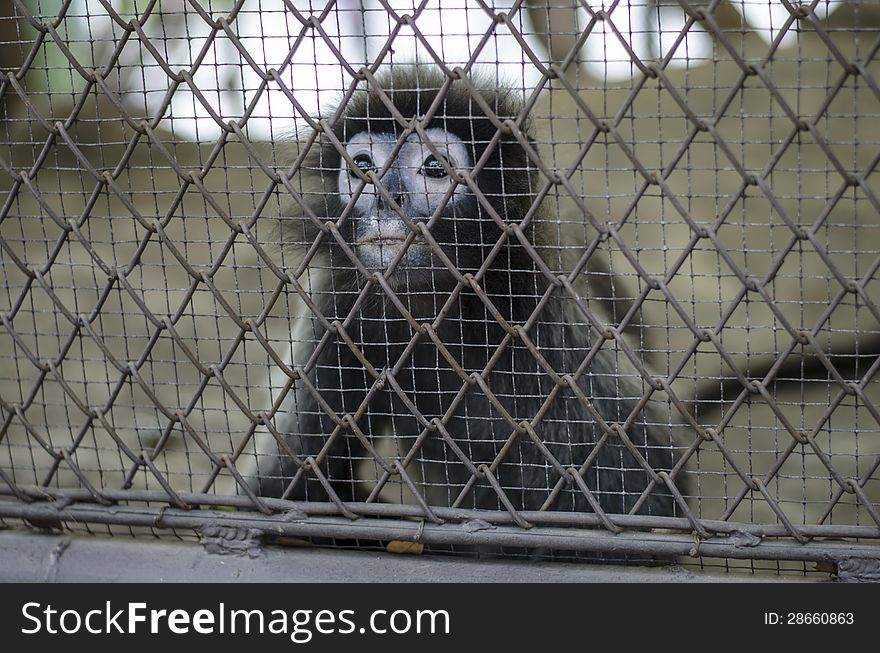 Gibbon in cage in thai zoo