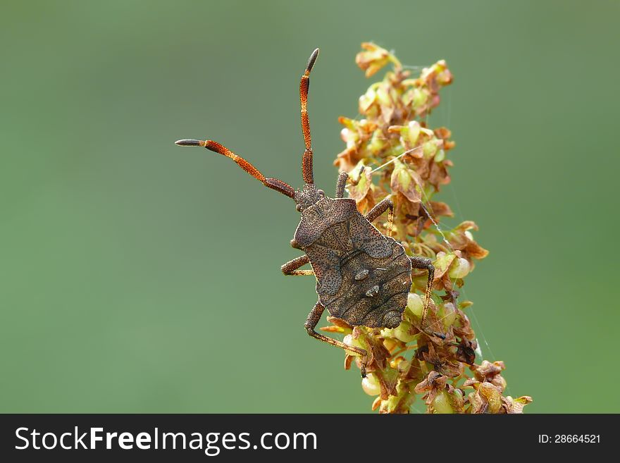 Dock Bug