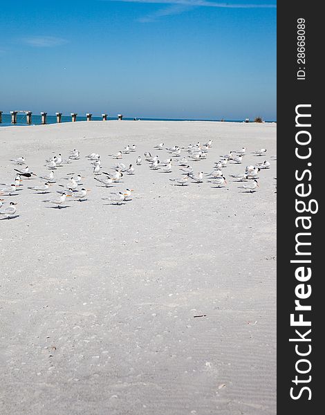 Terns at rest on sandy white beach of Florida. Terns at rest on sandy white beach of Florida