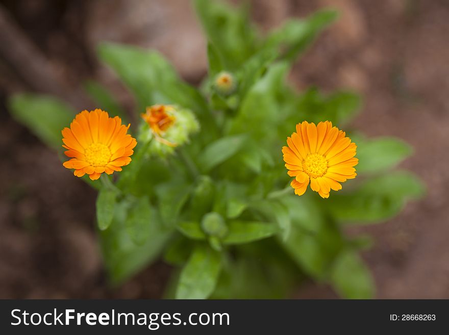 Pot marigold flower in a garden