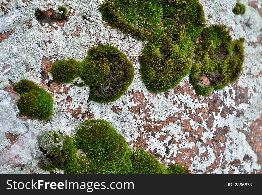 Rocks and lichen. Winter paint glacial moraine.