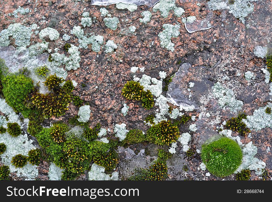 Rocks And Lichen.