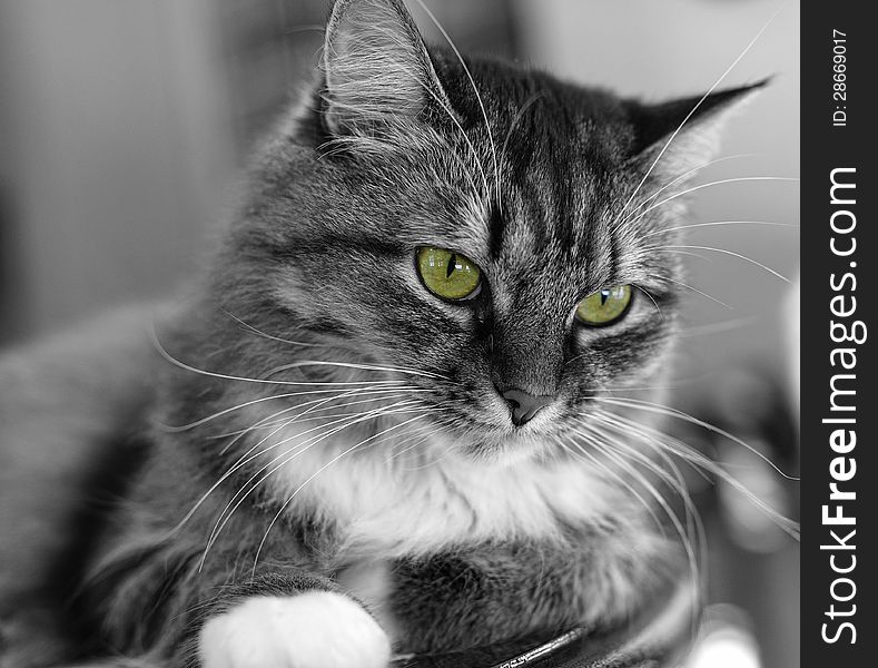 Cat in B/W with green eyes. Cat in B/W with green eyes