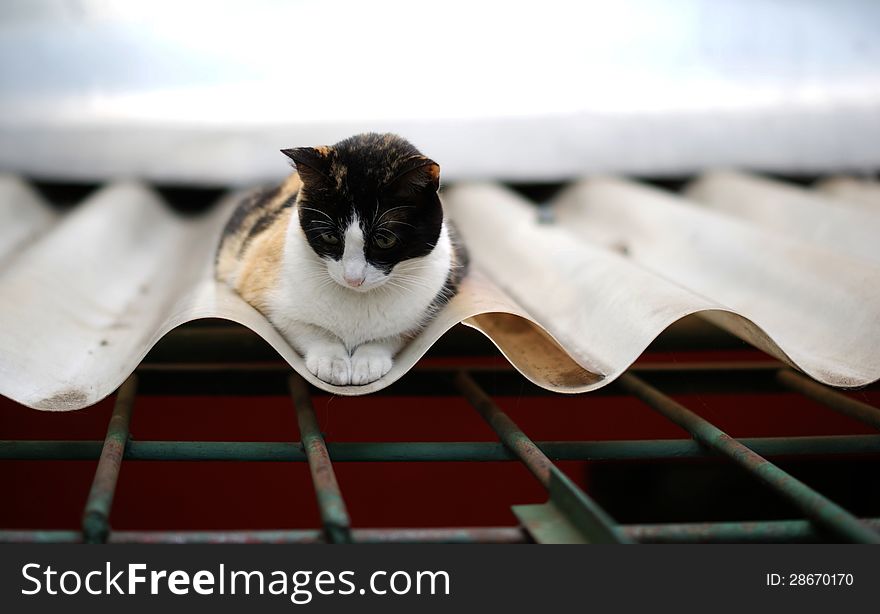 Photo of a relaxing cat on a roof