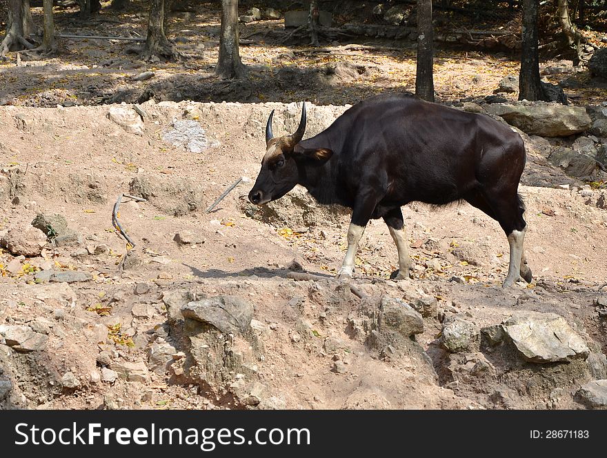 Gaur, black bull in rainforest, Thailand.