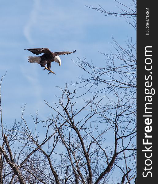 Adult bald eagle reaches for tree branch to utilize as a perch.  Clear sky in background