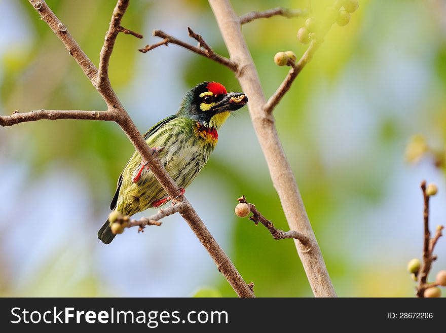 Coppersmith Barbet perching on a branch with food in mouth