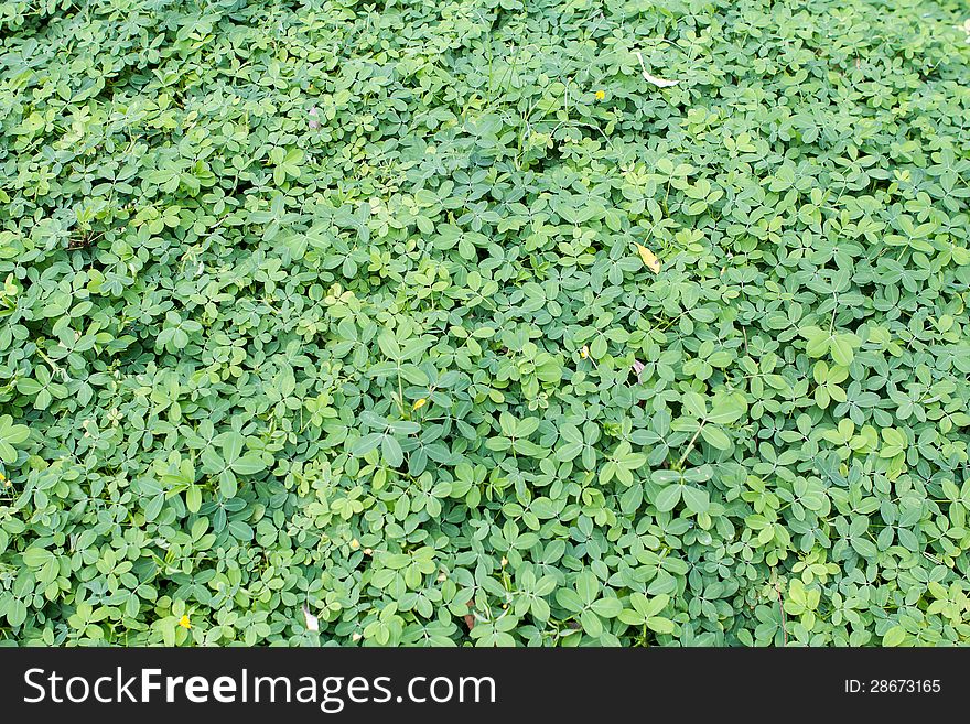 Background Green leaves texture filed