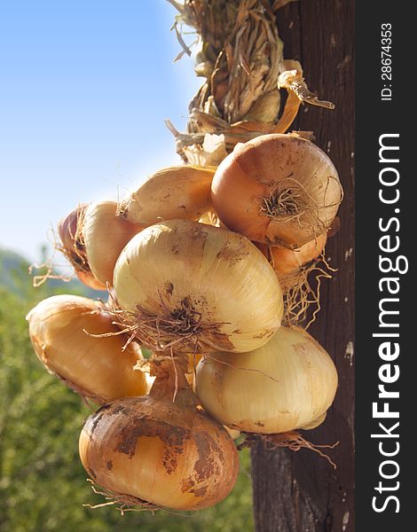 Onions close up. Fresh vegetable