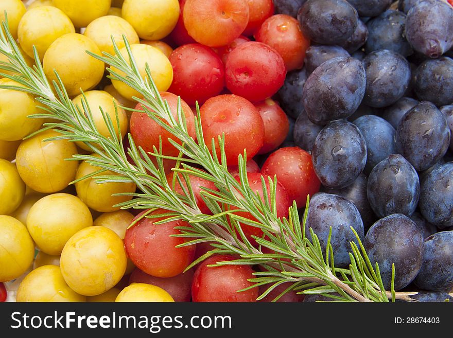 Red, yellow and blue plums with rosemary plant branch