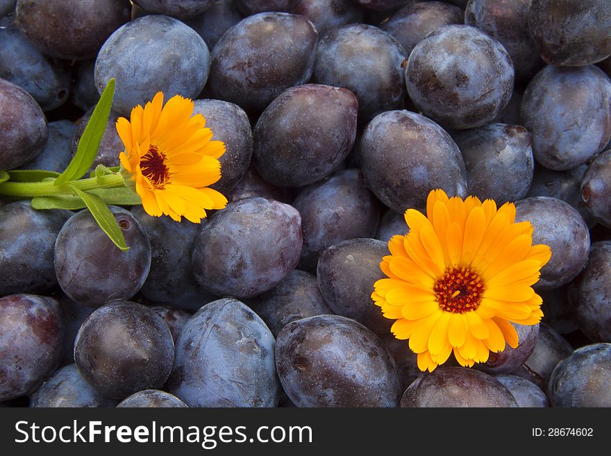 Blue plums with two pot marigold flower