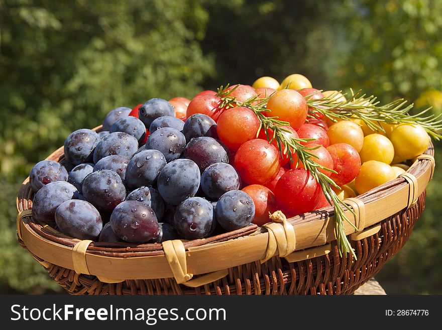 Red, yellow and blue plums in basket