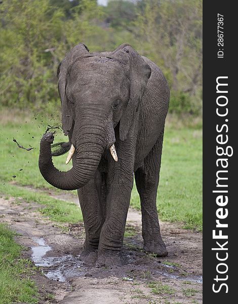 Elephant playing in mud