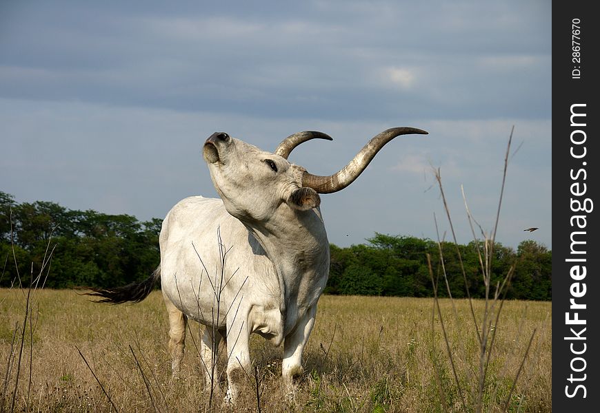 White ox with big horns on a pasture