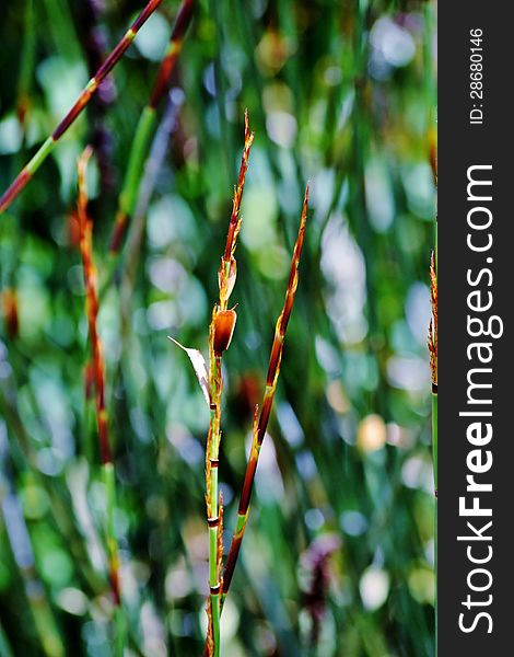 Close up of bamboo grass with rain drops