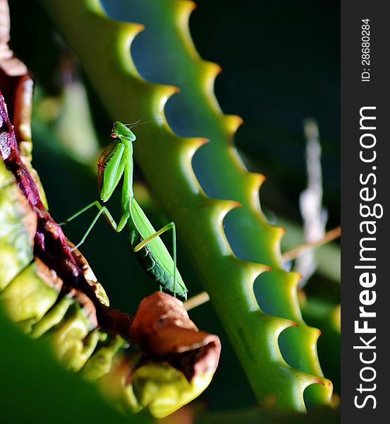 Close up of green praying mantis