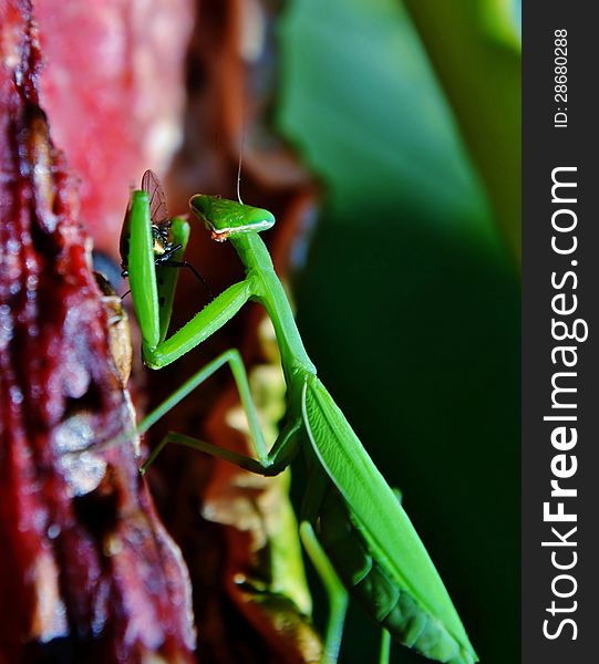 Close up of green praying mantis