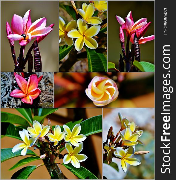Collage of frangipani blossoms in sunlight