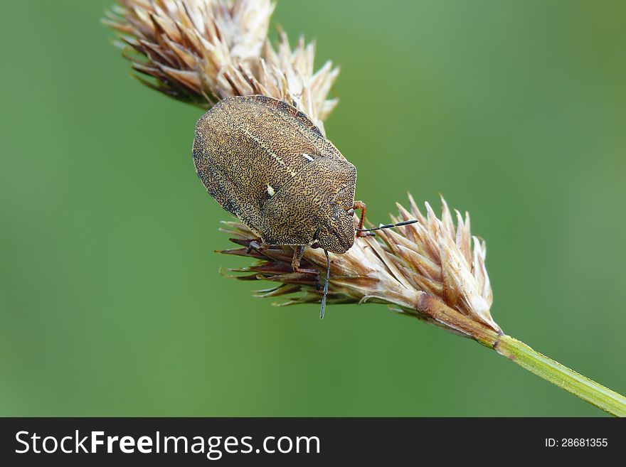 Tortoise bug (Eurygaster testudinaria) on bent. View from top.