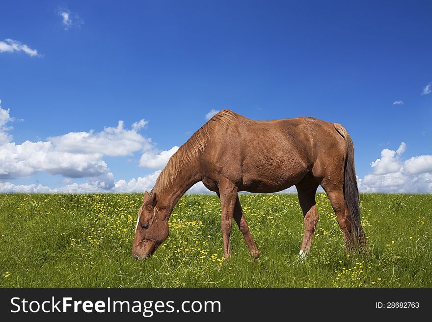 Horse grazing on the green field with flowers. Horse grazing on the green field with flowers