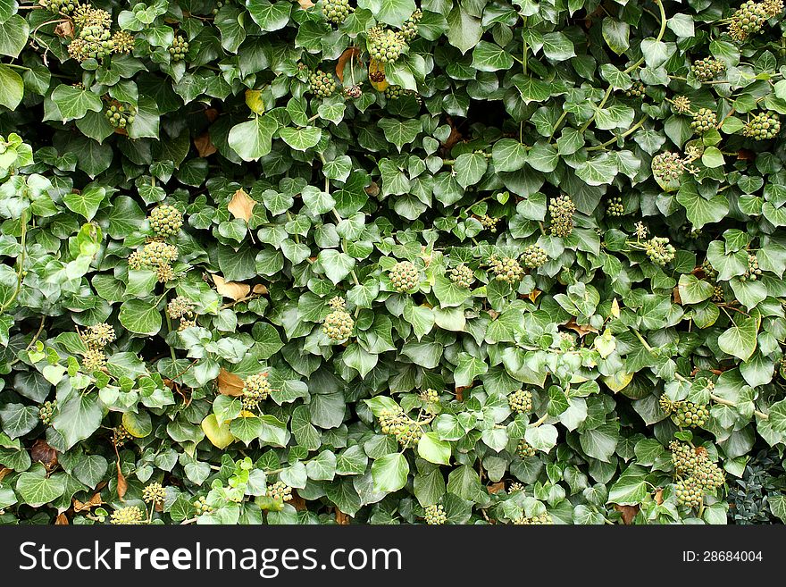 Green climber as beautiful background