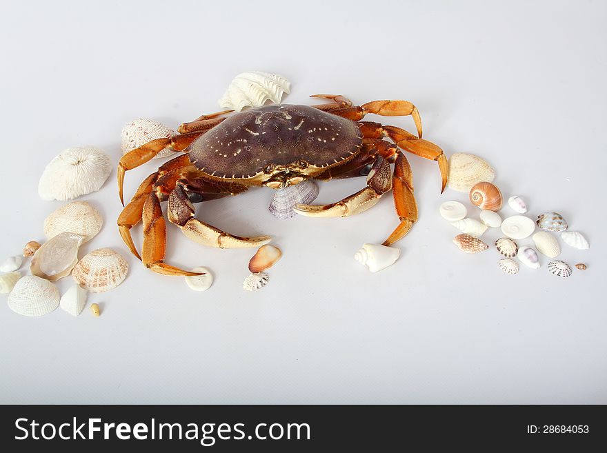 Live Dungeness Crab Posed On White Background. Live Dungeness Crab Posed On White Background