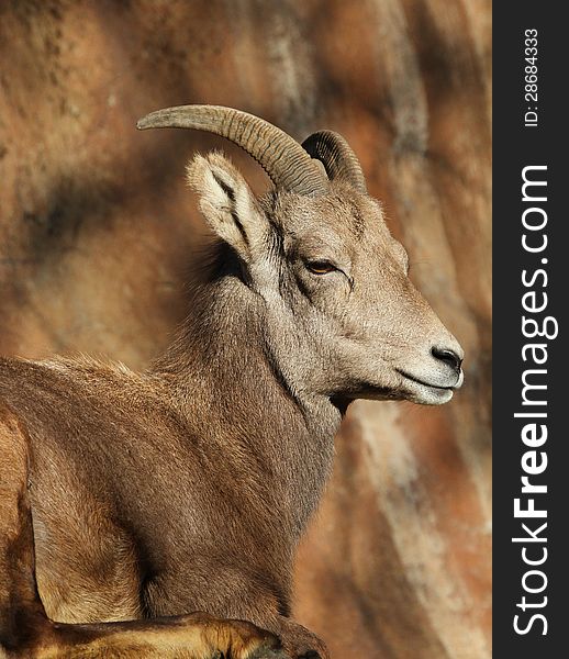 Female Desert Mountain Big Horn Sheep relaxing On Ledge