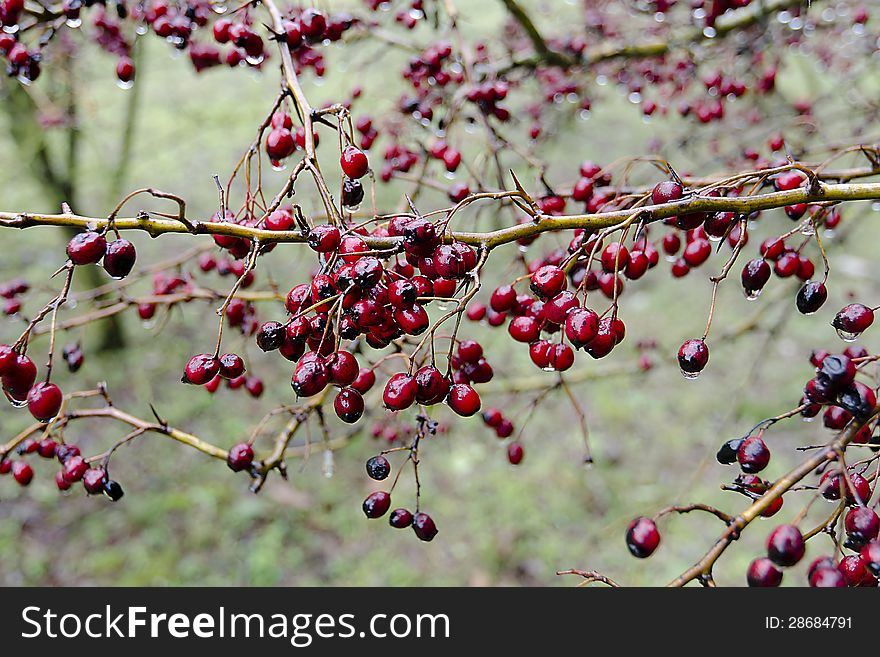 Red berries in winter wet from the rain.