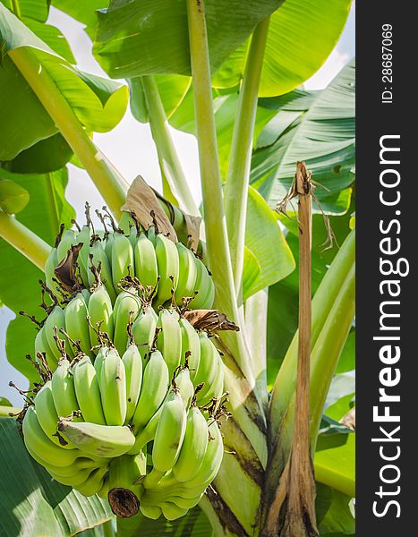 Banana is the common name for monocarpic flowering plants of the genus Musa, for the species Ensete ventricosum. Banana is the common name for monocarpic flowering plants of the genus Musa, for the species Ensete ventricosum