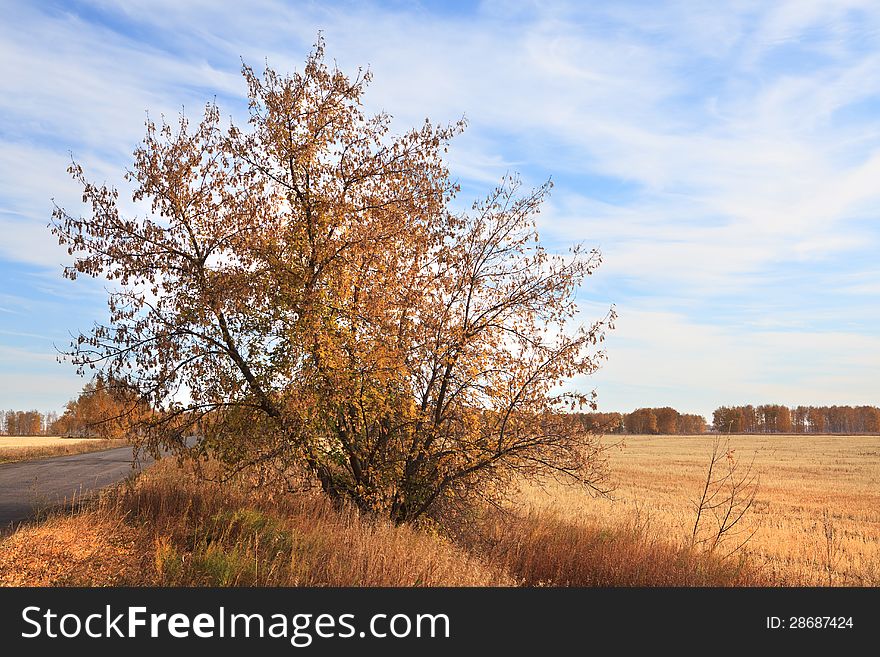 Autumn landscape. Omsk Region. Russia.