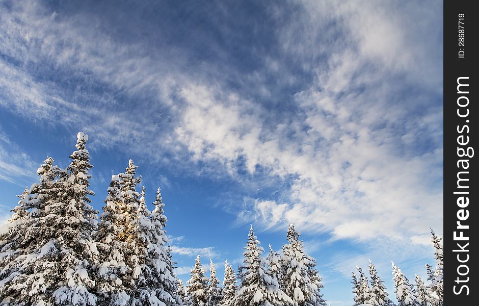 Snow on Alaskan spruce trees with blue sky and cloud patterns. Snow on Alaskan spruce trees with blue sky and cloud patterns.