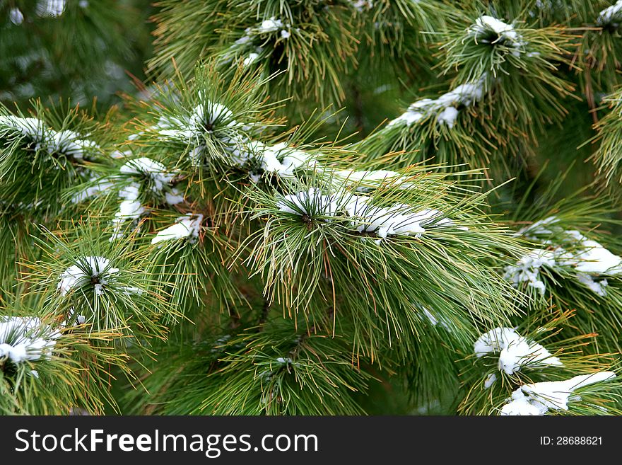 Fir branches covered with snow. Texture, background. Fir branches covered with snow. Texture, background
