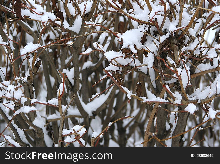The branches of a bush, covered with snow. Background, texture. The branches of a bush, covered with snow. Background, texture