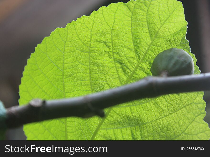The green fig ready to grow