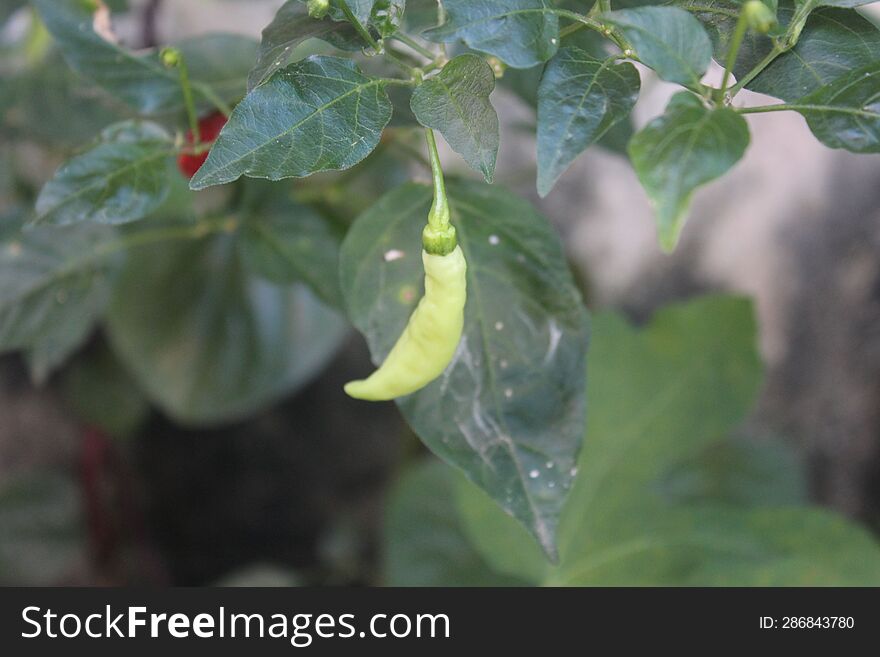Growing the green chili in a bag