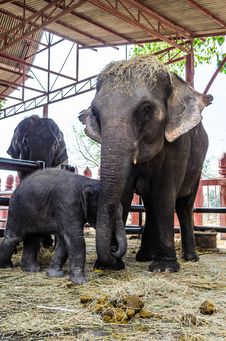 Family Of Elephant Royalty Free Stock Image
