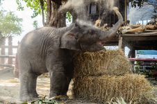 Baby Elephant Royalty Free Stock Photos