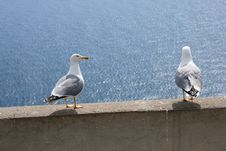 Seagull Royalty Free Stock Photography