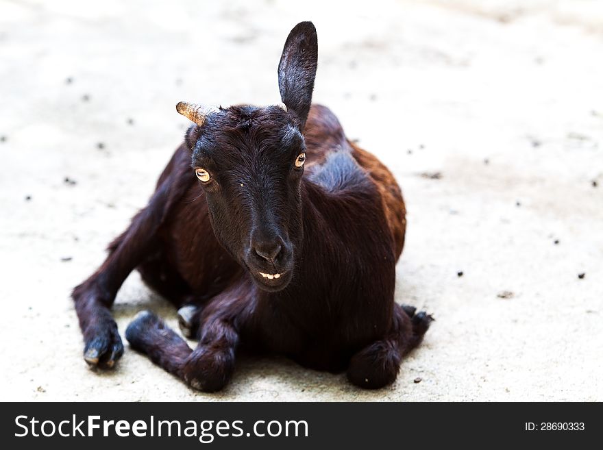 The black goat sit on the ground