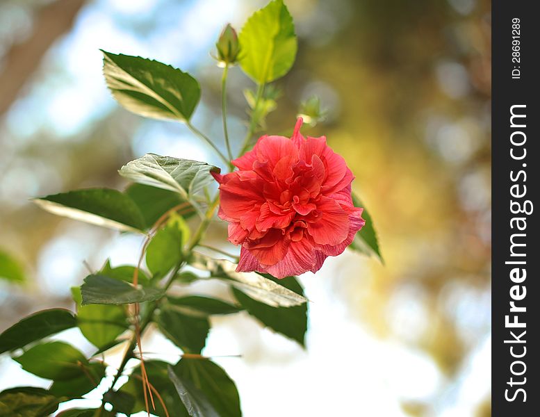 Close up one red Chinese rose and with a bud. Close up one red Chinese rose and with a bud