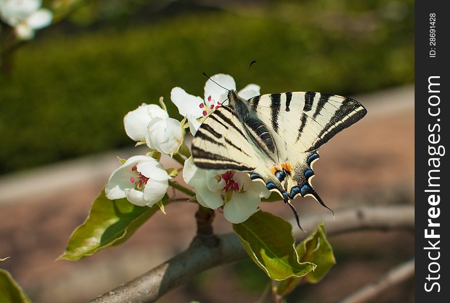 On a branch of a blossoming apple tree sits a white black and white butterfly. On a branch of a blossoming apple tree sits a white black and white butterfly