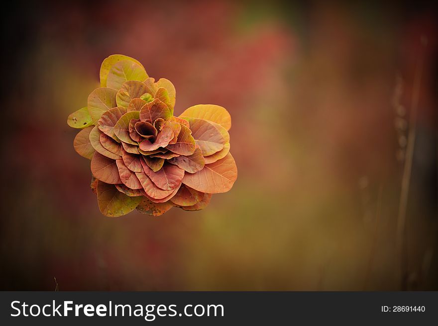 On an abstract dark background a composition of autumn leaves