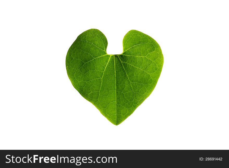A green leaf is form like heart isolate on white background. A green leaf is form like heart isolate on white background