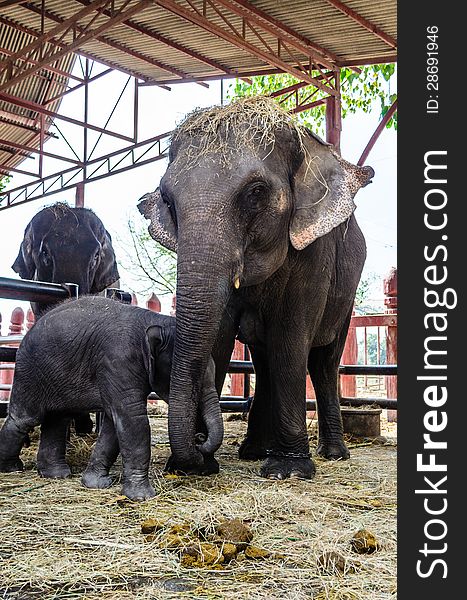 Baby elephant side by side with its mother. Baby elephant side by side with its mother