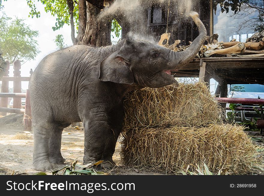 Thai baby elephant spit a soil powder.