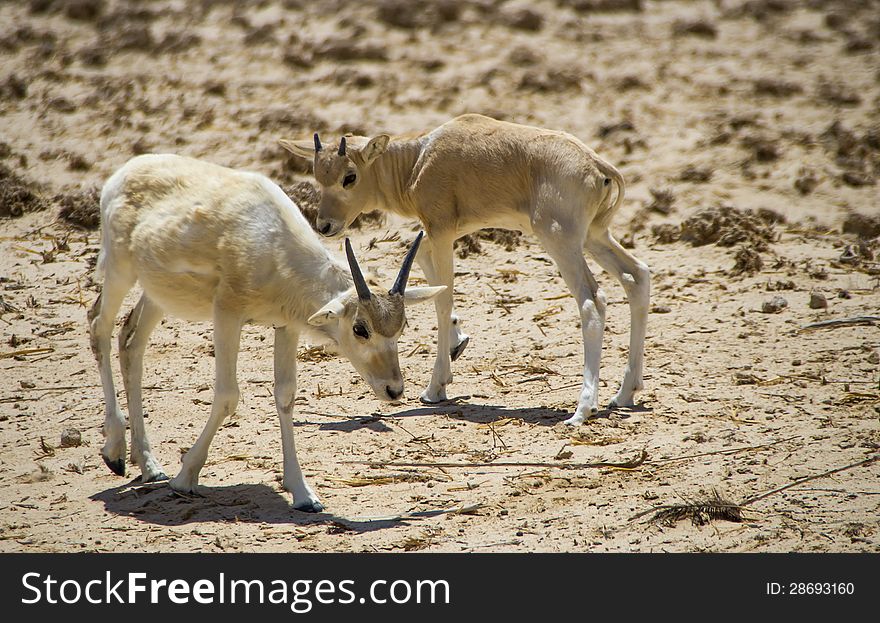 Baby Of Asian Antelope  Addax