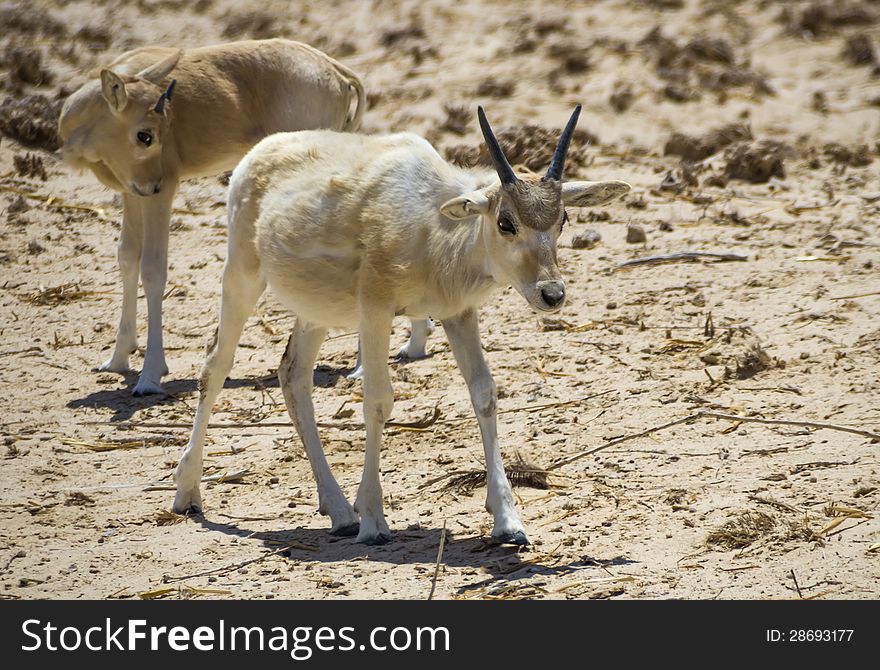 Baby of asian antelope  addax &x28;Addax nasomaculatus&x29
