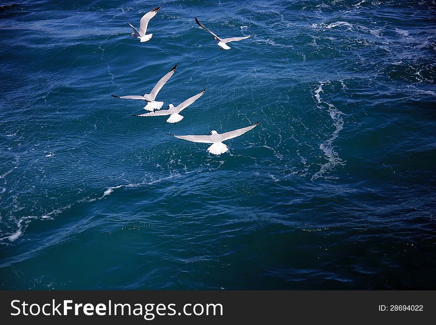 Group of seagulls fishing at sea