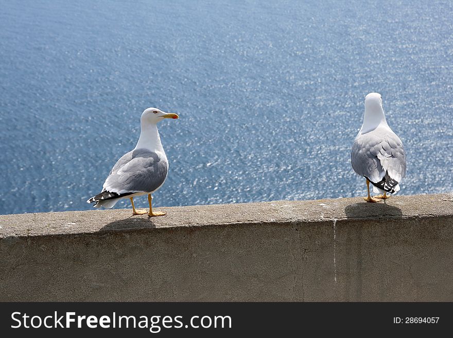 Couple of seagulls in a cliff